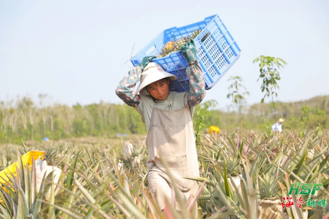 不只橡膠綠，更有鳳梨甜